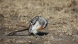 Red-billed hornbill preening, South Africa