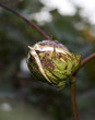 Growing cotton Growing cotton