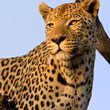 Leopard (Panthera Pardus)
