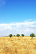 Field at Alentejo region, Portugal.