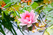 Lotusblume im Teich