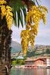 Nago Torbole Palme - Nago Torbole palm 01