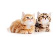 little british shorthair kittens cat