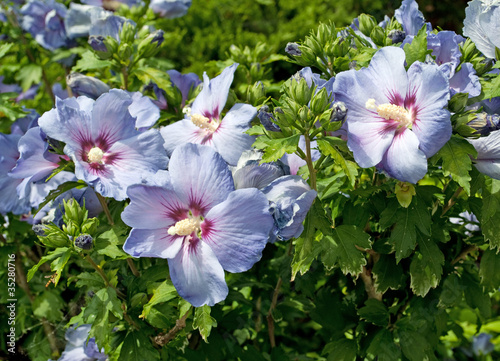 Photo: Hibiscus Hibiscus