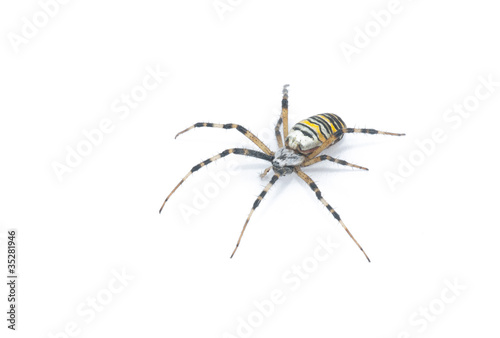 Photo: Spider Spider
