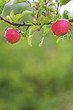 Reife Äpfel am Baum