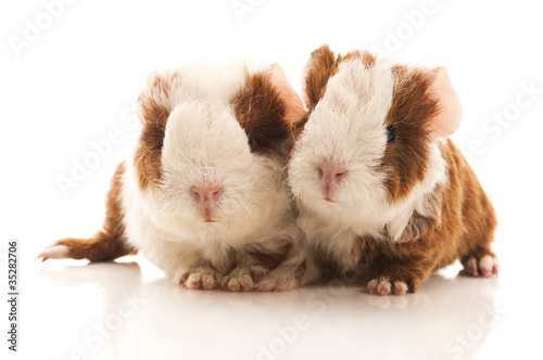 Photo: baby guinea pig baby guinea pig