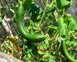 courgette