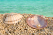 Sea shell and the pearl