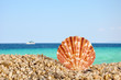 The sea shell and the sea