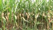 video maisfeld I