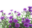 canvas print picture - Asters