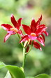 Orchid