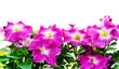 petunia floral frame