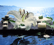 sea spa