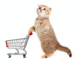 cat with shopping cart isolated on white cat with shopping cart isolated on white