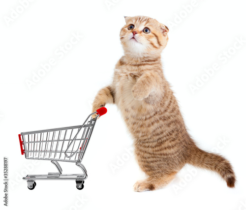 Photo: cat with shopping cart isolated on white cat with shopping cart isolated on white