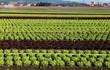 champs de culture de salades