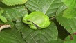 Europäische Laubfrosch - Hyla arborea - seitlich