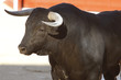 Photo: toro toro