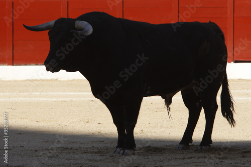 Photo: toro toro