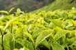 Tea bud and leaves. Tea plantations, Cameron Highlands Malaysia.