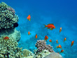 Red coral perch Red coral perch