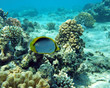 Black-backed Butterfly fish Black-backed Butterfly fish
