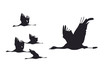 Zugvögel