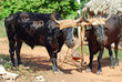 Oxen, Prepared for Ploughing