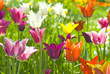 Spring beauties