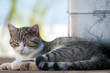 gato descansando