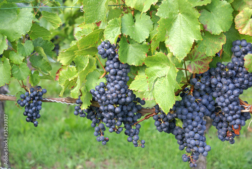 Photo: Weinreben Weinreben