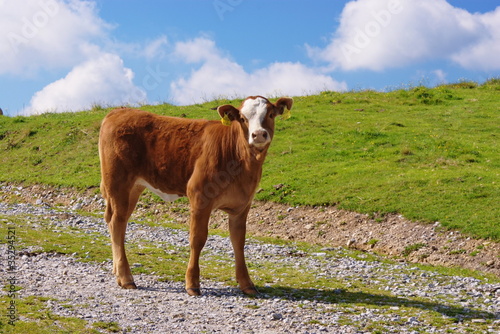 Photo: Calf in a field Calf in a field