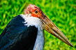 Marabou Stork