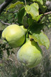 coings sur cognassier coings sur cognassier