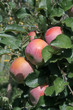 pommes fuji