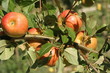 pommes jonagold