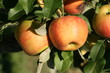 pommes jonagold