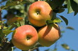 pommes sur pommier