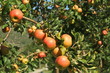 pommiers