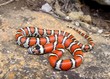 Juvenile Red Milk Snake, Lampropeltis triangulum syspila