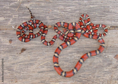 Photo: Variation in Red Milk Snakes, Lampropeltis triangulum syspila Variation in Red Milk Snakes, Lampropeltis triangulum syspila