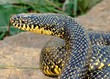 Speckled Kingsnake, Lampropeltis getula holbrooki