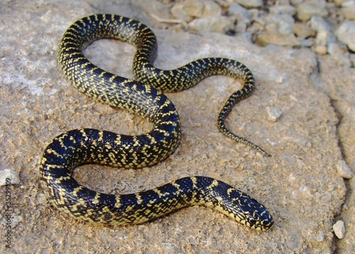 Photo: Speckled Kingsnake (King Snake), Lampropeltis getula holbrooki Speckled Kingsnake (King Snake), Lampropeltis getula holbrooki