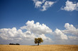 single tree in the field - Alentejo - Portugal