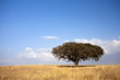 single tree in the field - Alentejo - Portugal