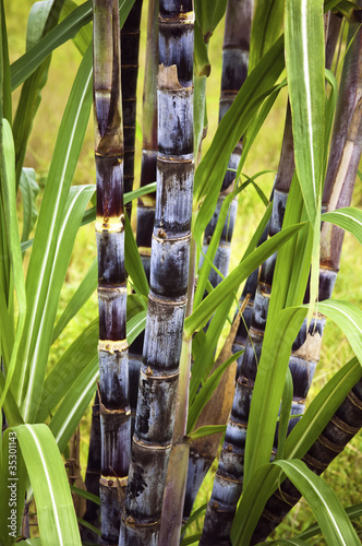 Photo: Sugar cane plant Sugar cane plant