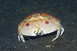 Schamkrabbe
