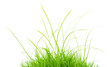 green grass isolated green grass isolated